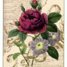 Bloomsbury II by Lily Nicole 12x15 Art Print Poster 779266