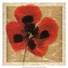 Greek Poppies II by Harold Davis 17x17 Art Print Poster 923288
