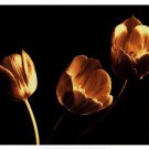 Tulip Trio by Ilona Wellmann 25x19 Art Print Poster 731743