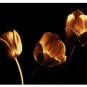 Tulip Trio by Ilona Wellmann 25x19 Art Print Poster 731743