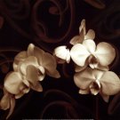 Elegance by Ily Szilagyi 12x12 Art Print Poster 691677