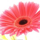 Magenta Gerber by  Art photo pro 14x11 Art Print Poster 871070