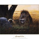 Serengeti Lion by Don Balke 20x16 Art Print Poster 752115
