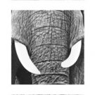 Elephants by Rocco Sette 12.990x37.4 Art Print Poster 827188