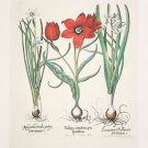 Flower by Basilius Besler 20x25 Art Print Poster 4830