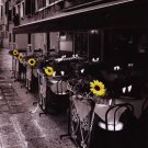 Sunflower Cafe by Stephen Mitchell 22x28 Art Print Poster 658409