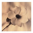Sepia Dogwoods IV by Heather Johnston 9.5x11.750 Art Print Poster 730409