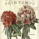 Fleur de Printemps by Sue Schlabach 16x20 Art Print Poster 929877