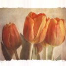 Bellezza I by Amy Melious 20x16 Art Print Poster 543653