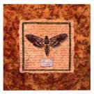 Manduca Moth by Abby White 13x19 Art Print Poster 750991