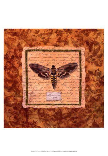 Manduca Moth by Abby White 13x19 Art Print Poster 750991