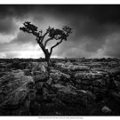 Pavement & Tree II by Martin Henson 21x17 Art Print Poster 923234
