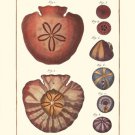 Sand Dollars IV by Denis Diderot 13x19 Art Print Poster 862685