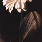 Daisy by Katrina Craven 4x10 Art Print Poster 605075