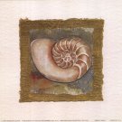 Spiral Shell by Charlene Winter Olson 6x6 Art Print Poster 41142