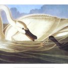 Trumpeter Swan by John James Audubon 26x17 Art Print Poster 774859