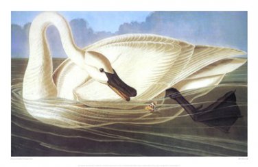 Trumpeter Swan by John James Audubon 26x17 Art Print Poster 774859