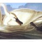 Trumpeter Swan by John James Audubon 26x17 Art Print Poster 774859