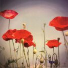 Bloom I by Amy Melious 12x12 Art Print Poster 912380