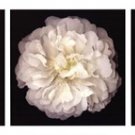 Rose Gallery I by Tony Stuart 39x14 Art Print Poster 731726