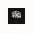 Flower Series IX by Walter Gritsik 12x12 Art Print Poster 154647