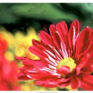 Painterly Flower VI by Lola Henry 25x19 Art Print Poster 922922