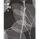 Eucalyptus V by Steven N. Meyers 10x24 Art Print Poster 653008