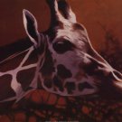Giraffe Grande by T.C. Chiu 20x16 Art Print Poster 703921