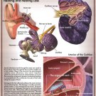 Hearing Loss by  Unknown 17x22 Art Print Poster 609438