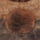 Eco-logic I by Patricia Pinto 4x10 Art Print Poster 728034