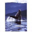 Humpback Whale by Art Wolfe 11x14 Art Print Poster 50531