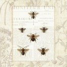 Bee Botanical by Sue Schlabach 16x20 Art Print Poster 939034