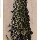 Florentine Topiary l by   Welby 14x38 Art Print Poster 731794