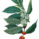 Costa Rican Tarrazu