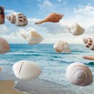 Kate Aspen Genuine Sea Shell Place Card Holders - Set of 12! Kate Aspen Genuine Sea Shell Place Card Holders - Set of 12!
