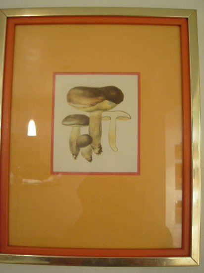 Art work by H.S for Sauder Inc (Subject) Mushrooms.