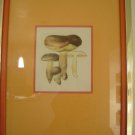 Art work by H.S for Sauder Inc (Subject) Mushrooms.