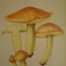 Art work by H.S for Sauder Inc (Subject) Mushrooms.