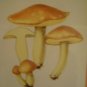 Art work by H.S for Sauder Inc (Subject) Mushrooms.