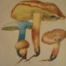 Art work by H.S for Sauder Inc (Subject) Mushrooms.