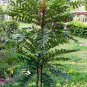 100 % Pure Powder Eurycoma Longifolia - Tongkat Ali 1lb. from Thailand