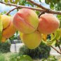 100% Natural Peach Essential Oil 1fl.oz. ( 30 ml.) from Thailand