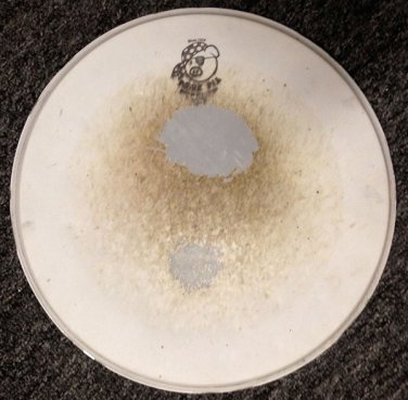 Used White Snare Head Custom Signed by Vattica (LIMITED QUANTITY)