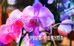 pinkorchid