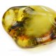 Baltic amber stone
