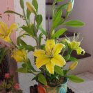 Clay Flower  CL0029