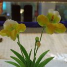 Clay flower CL0034