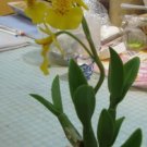 Clay flower CL0040