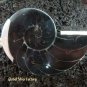 925 Silver Grey Nautilus Shell Pendant SP-372-KT