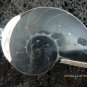 925 Silver Grey Nautilus Shell Pendant SP-401-KT